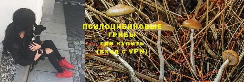 Галлюциногенные грибы MAGIC MUSHROOMS  shop наркотические препараты  Верхотурье  купить  цена 